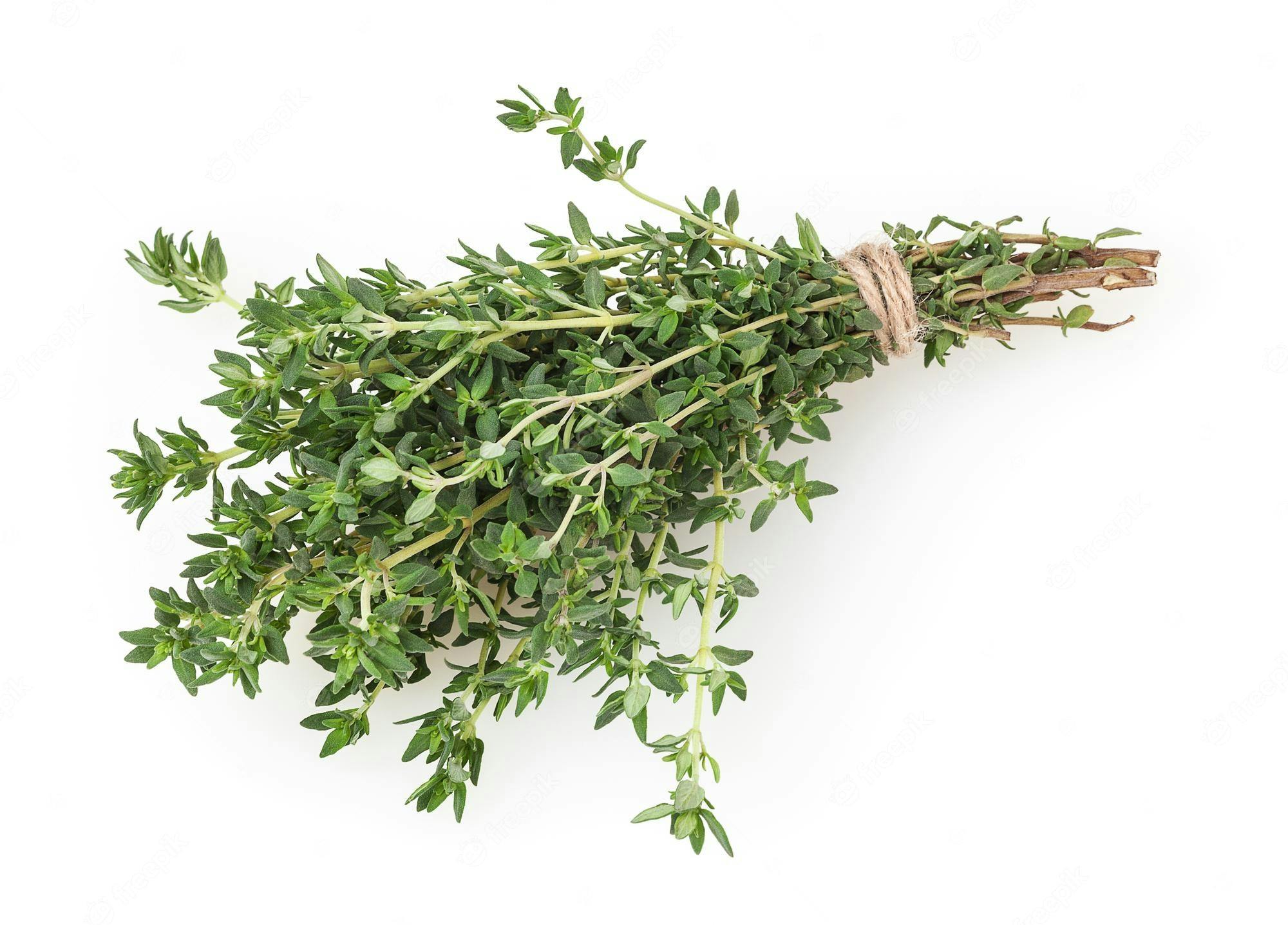 of thyme
