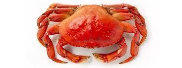 cooked Dungeness crab